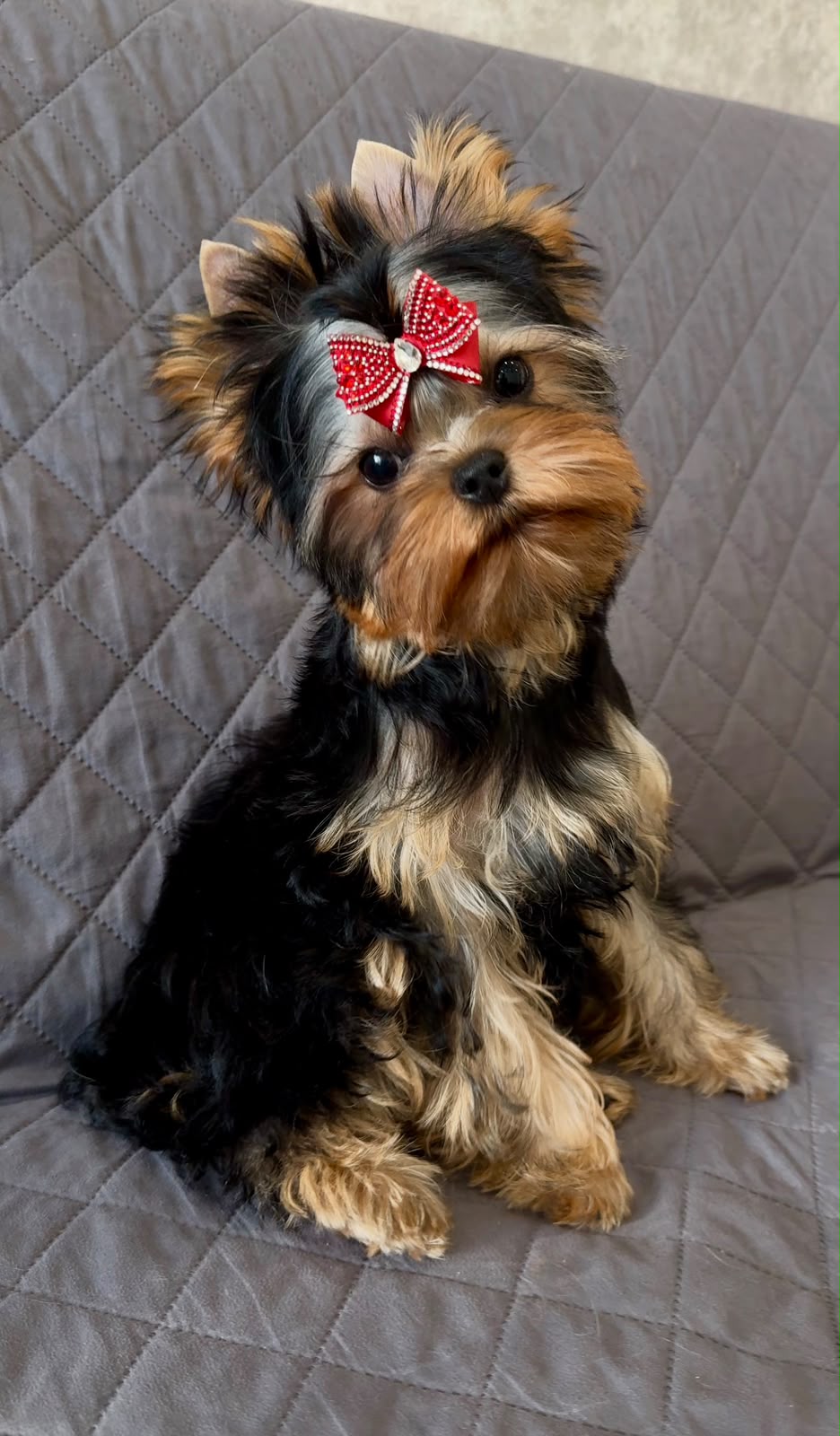 ANYMARISH DAENERYS &mdash; Labaza DogPedigree YorkshireTerrier